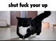 shut fuck your up