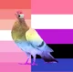 Russian gay pigeon