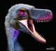 Ara raptor