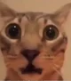 Shocked cat