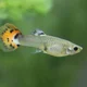 Male Guppy Fish
