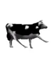 A cow