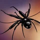 Black widow spiders 