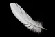 Feather