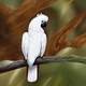 Cockatoo