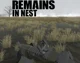 Remains in Nest