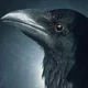 Matthew the Raven