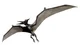 Pteranodon 