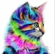 Rainbow the kitty