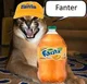 Fanter cat