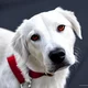 hellhound