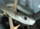 Black Mamba Pet