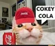 Cokey cola cat