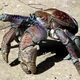 coconut crab