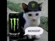 Monsert cat