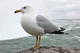 sea gull