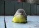 Fat but cute bird
