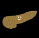 Pancreas