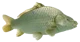 A fish in the lake