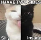 Silly cat