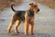 Airedale Terrier