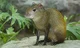 Agouti