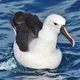 Albatross