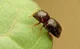 Ambrosia Beetle