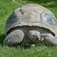 Aldabra Tortoise