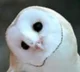 Barn Owl