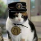 Conductor cat 