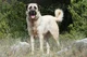 Anatolian Shepherd 
