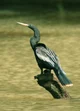 Anhinga
