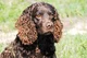 Water Spaniel