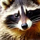 Raccoon