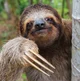 Brown-Throated Sloth