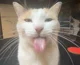 BLEEHHHHHH cat