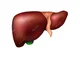 Liver