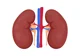 Kidneys