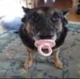 cachorro chupetao