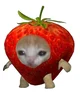 Strawberry cat