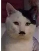 Adolf Kitler