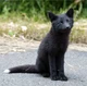 Black fox pup
