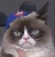 Grumpy cat