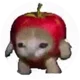 Apple Cat