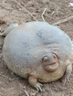 CHUNKY turtle