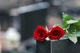 RWBY Funeral 