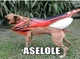 Aselole
