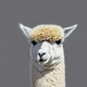 Judy the alpaca