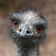 Emu